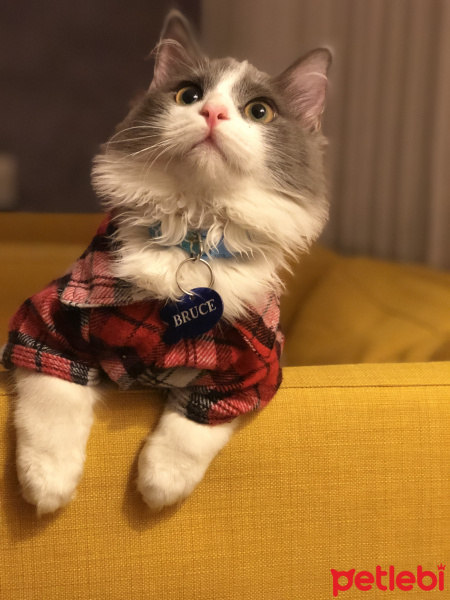 Sibirya Kedisi, Kedi  Bruce fotoğrafı