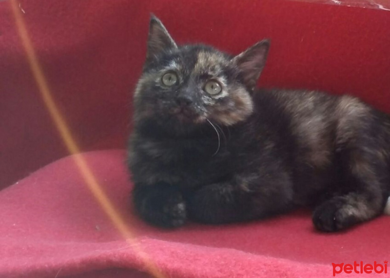 Tekir Kedi, Kedi  Şapşik fotoğrafı