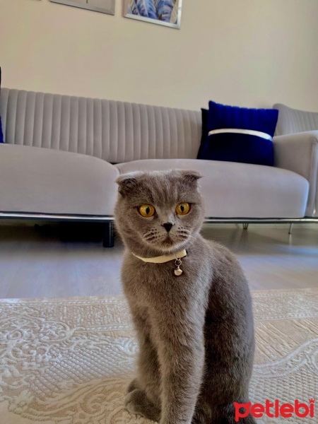 British Shorthair, Kedi  Sütlaç fotoğrafı