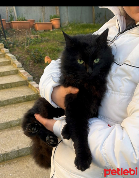 Tekir Kedi, Kedi  Gece fotoğrafı