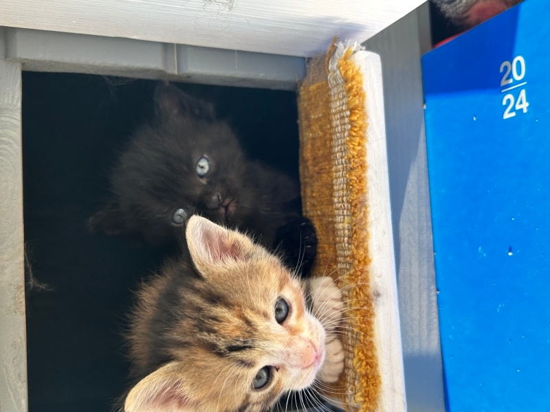 Tekir Kedi, Kedi  Gece fotoğrafı