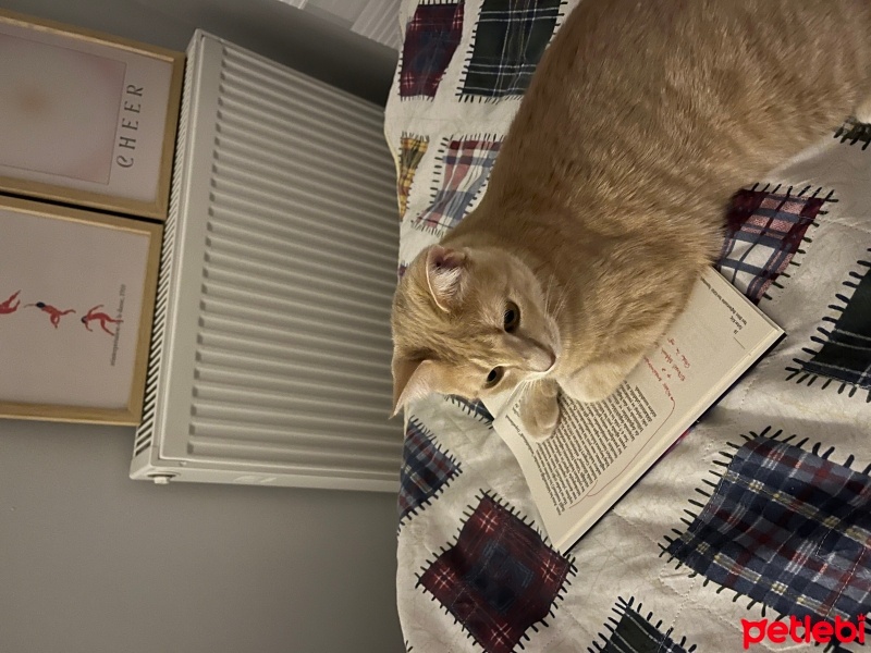 Sarman, Kedi  mayıs fotoğrafı