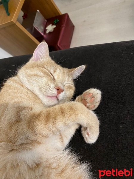 Sarman, Kedi  mayıs fotoğrafı