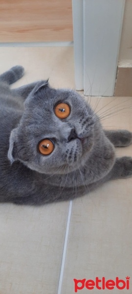British Shorthair, Kedi  Mişha fotoğrafı