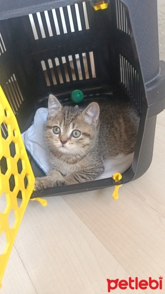 British Shorthair, Kedi  Benjamin fotoğrafı
