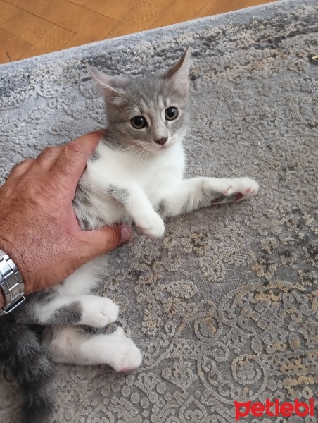 Scottish Fold, Kedi  Tarkan fotoğrafı
