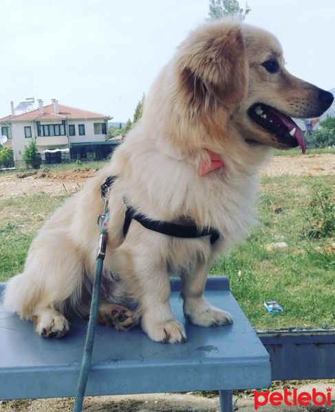 Golden Retriever, Köpek  Çiko fotoğrafı