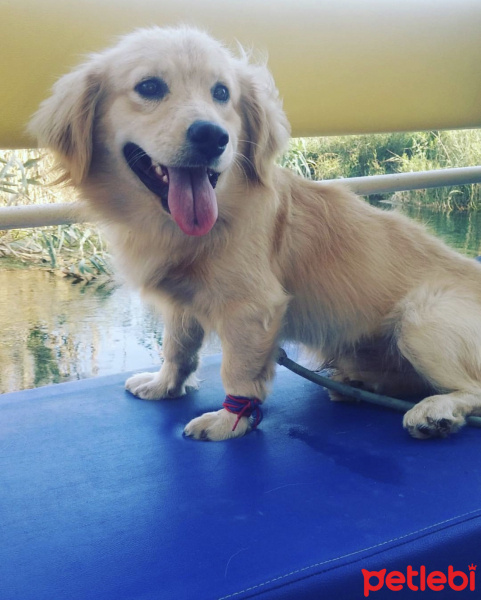 Golden Retriever, Köpek  Çiko fotoğrafı