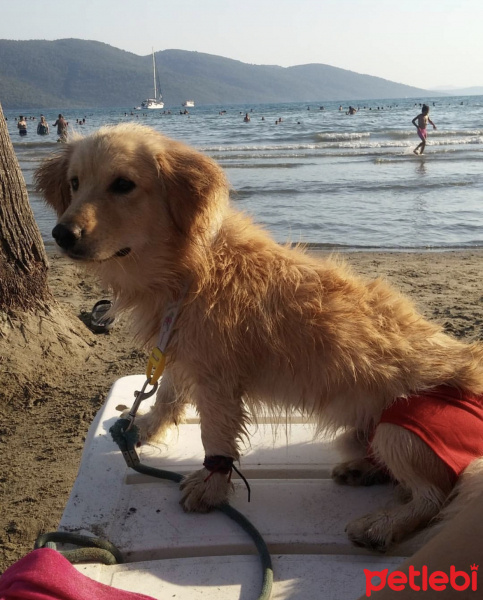 Golden Retriever, Köpek  Çiko fotoğrafı
