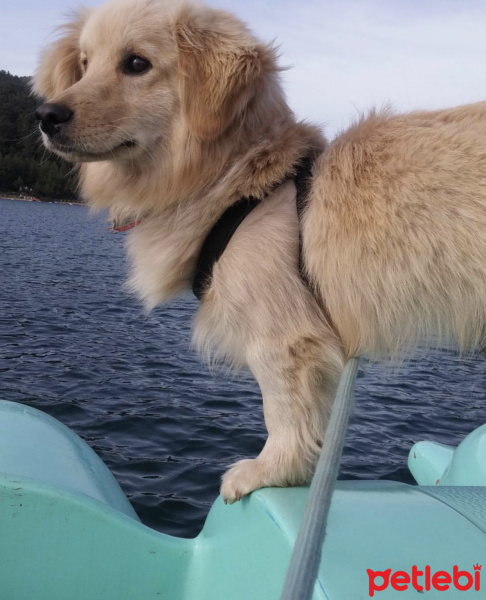 Golden Retriever, Köpek  Çiko fotoğrafı