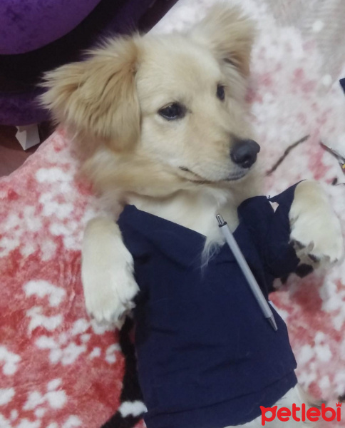 Golden Retriever, Köpek  Çiko fotoğrafı