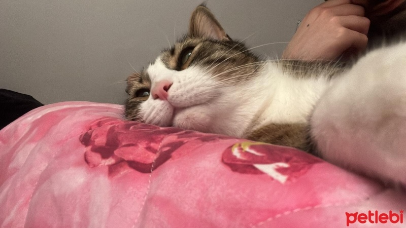 Tekir Kedi, Kedi  Şans fotoğrafı