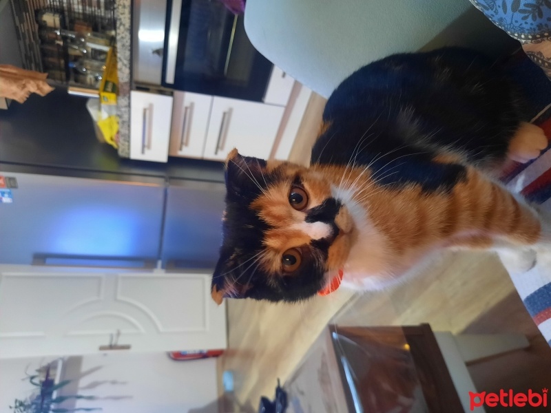 Tekir Kedi, Kedi  Jerry fotoğrafı