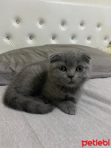 British Shorthair, Kedi  Lokum fotoğrafı