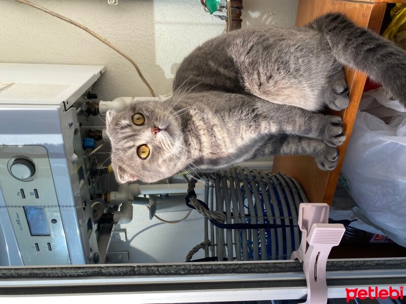 Scottish Fold, Kedi  Mia fotoğrafı