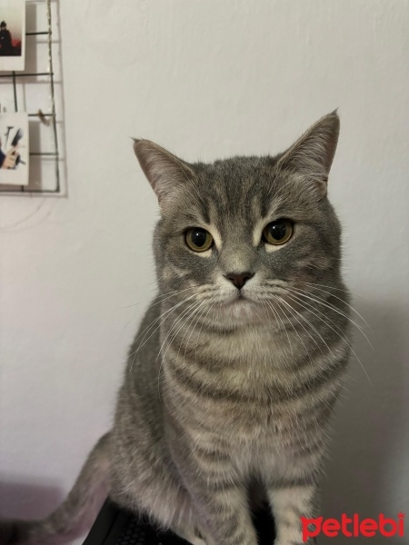 British Shorthair, Kedi  Mila fotoğrafı