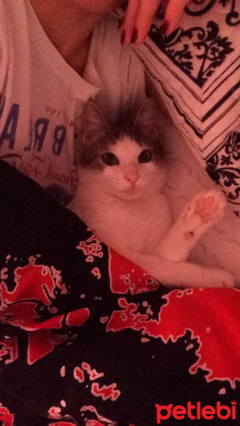 Tekir Kedi, Kedi  Minnak fotoğrafı