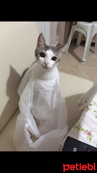 Tekir Kedi, Kedi  Minnak fotoğrafı