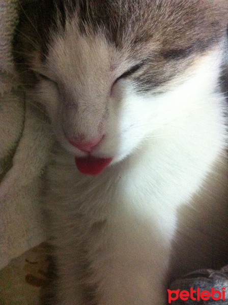 Tekir Kedi, Kedi  Minnak fotoğrafı
