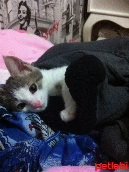 Tekir Kedi, Kedi  Minnak fotoğrafı