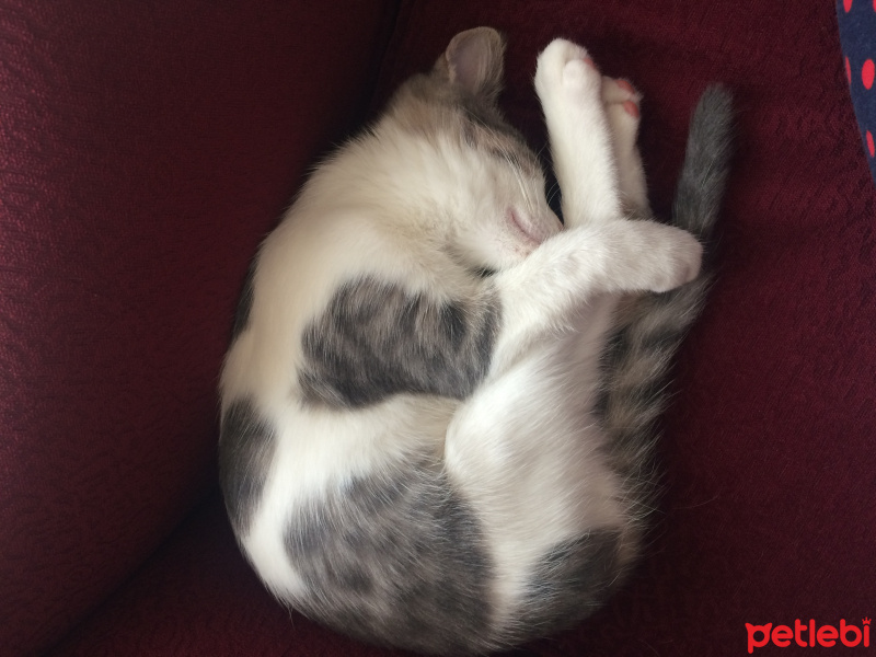 Tekir Kedi, Kedi  Minnak fotoğrafı