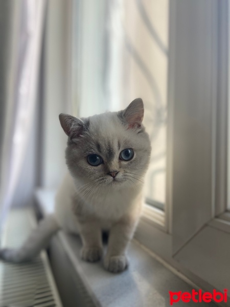 British Shorthair, Kedi  Behlül fotoğrafı