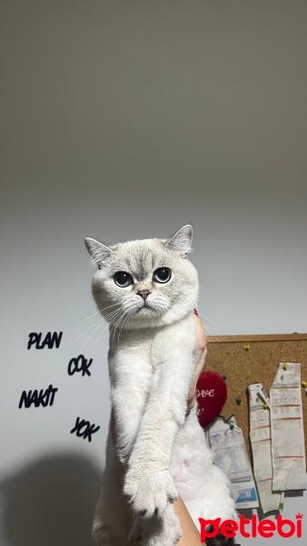 British Shorthair, Kedi  Behlül fotoğrafı