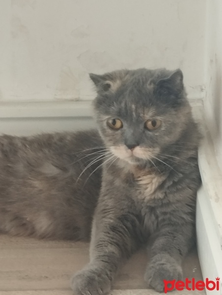 Scottish Fold, Kedi  Şanslı fotoğrafı