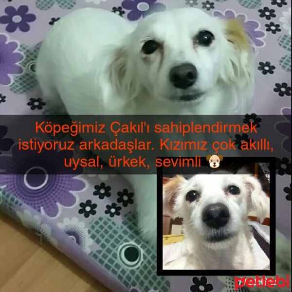  Köpek  çakıl fotoğrafı