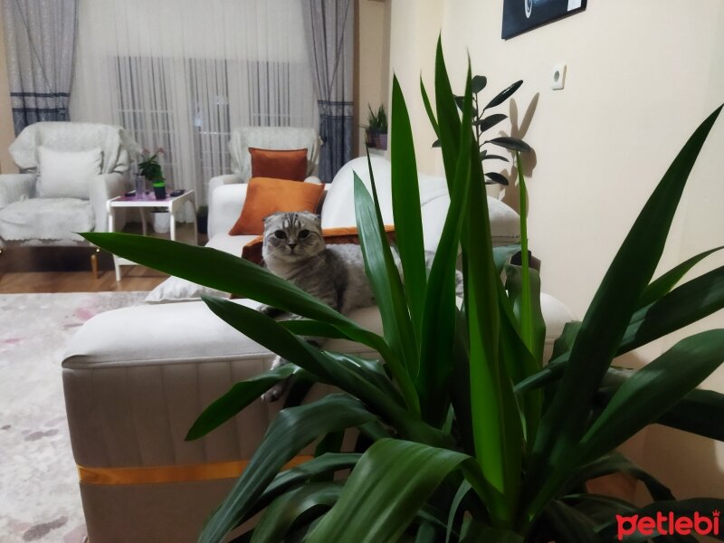 Scottish Fold, Kedi  Fadik fotoğrafı