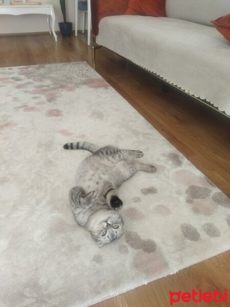 Scottish Fold, Kedi  Fadik fotoğrafı