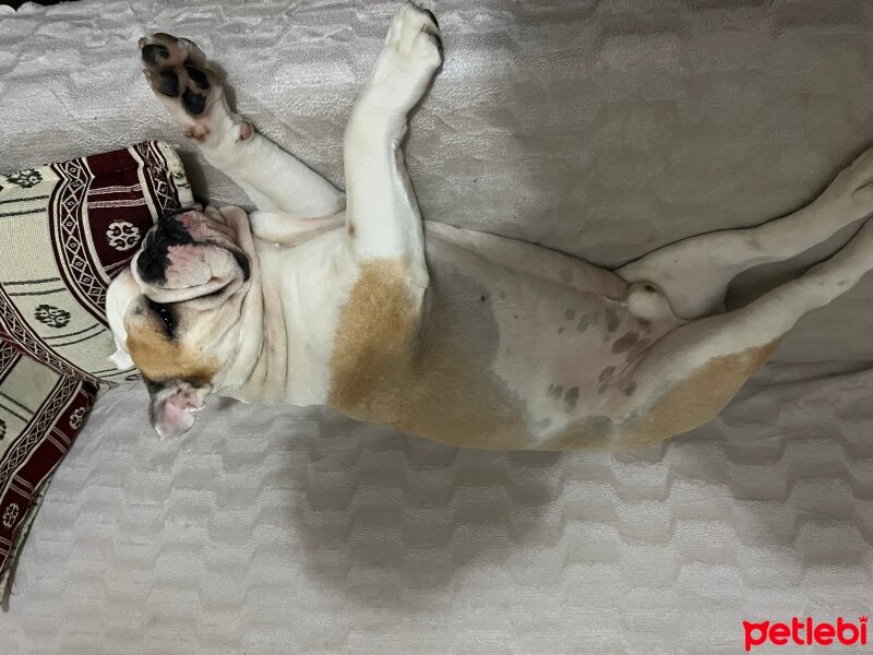 İngiliz Bulldog, Köpek  Dompe fotoğrafı