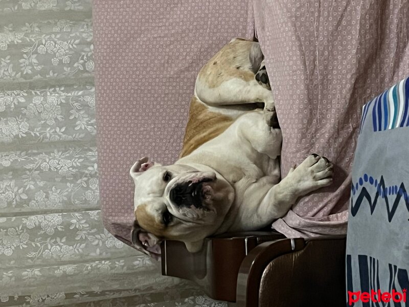 İngiliz Bulldog, Köpek  Dompe fotoğrafı