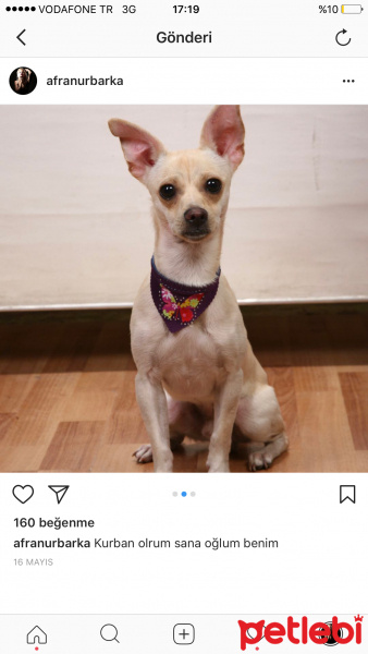 Chihuahua, Köpek  Roi fotoğrafı