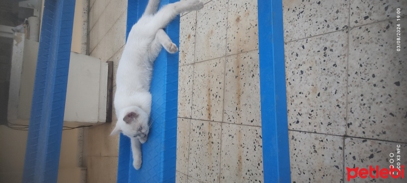 British Shorthair, Kedi  Oskar fotoğrafı