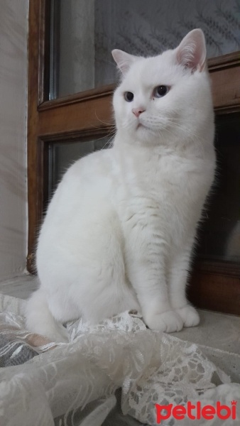 British Shorthair, Kedi  Venüs fotoğrafı