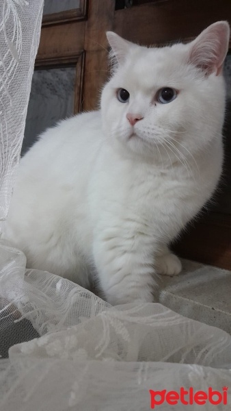 British Shorthair, Kedi  Venüs fotoğrafı