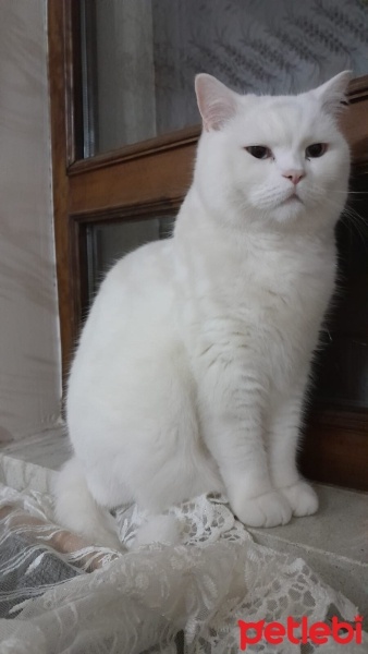 British Shorthair, Kedi  Venüs fotoğrafı
