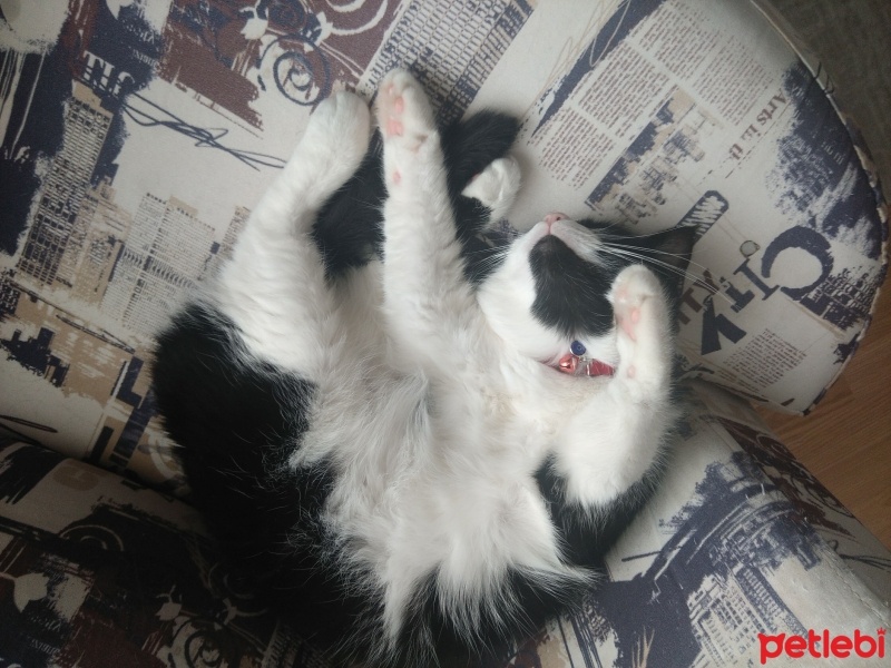 Tekir Kedi, Kedi  PITIR fotoğrafı