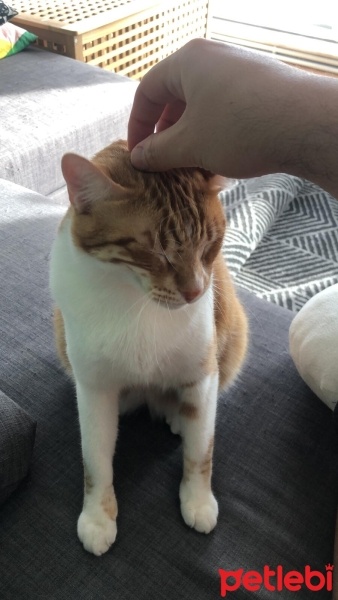 Sarman, Kedi  Limon fotoğrafı