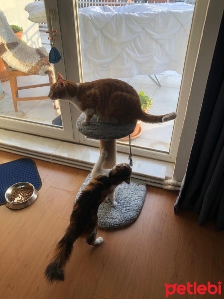 Sarman, Kedi  Limon fotoğrafı