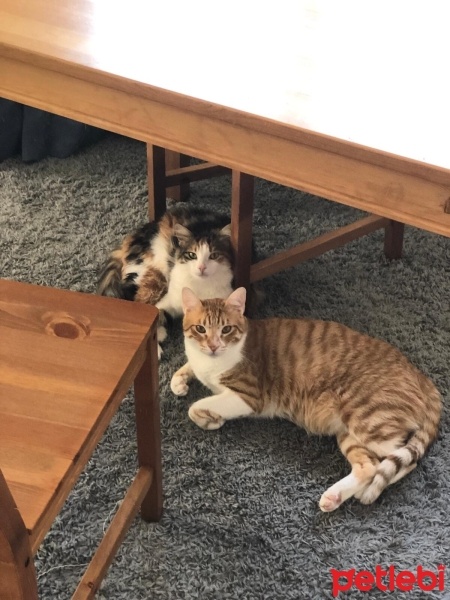 Sarman, Kedi  Limon fotoğrafı