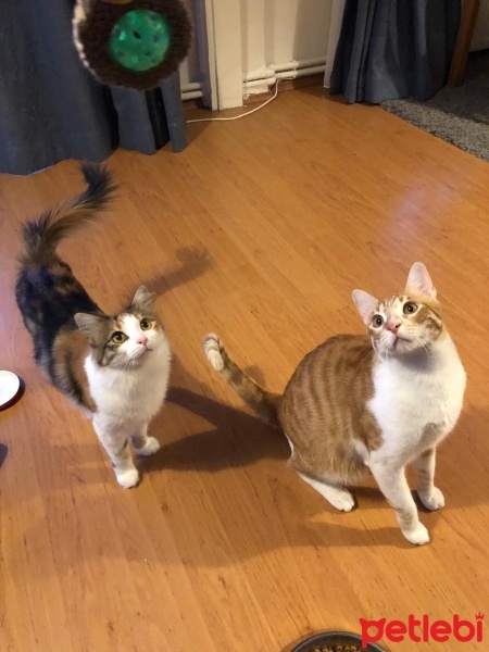 Sarman, Kedi  Limon fotoğrafı