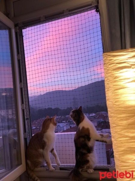Sarman, Kedi  Limon fotoğrafı