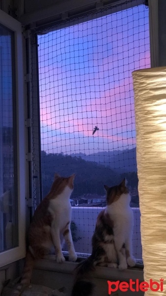 Sarman, Kedi  Limon fotoğrafı