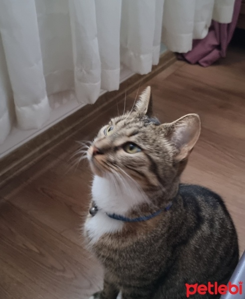 Tekir Kedi, Kedi  Rami fotoğrafı