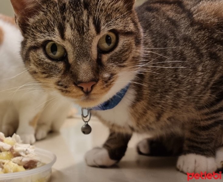 Tekir Kedi, Kedi  Rami fotoğrafı