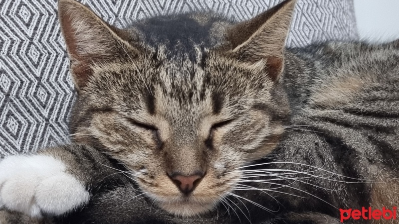 Tekir Kedi, Kedi  Rami fotoğrafı