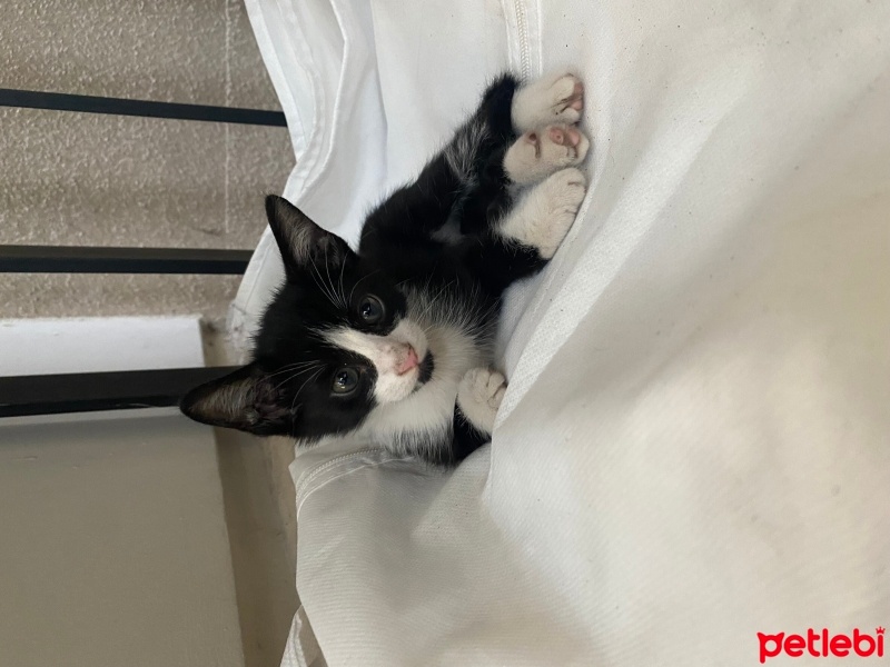 Tuxedo (Smokin) Kedi, Kedi  maske fotoğrafı
