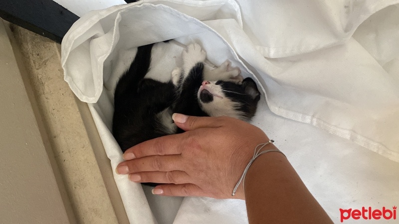 Tuxedo (Smokin) Kedi, Kedi  maske fotoğrafı